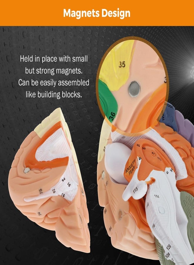 BEAMNOVA Human Brain Model, 2 Times Life Size, for Neuroscience Teaching, with Labels, Anatomy Model for Learning Science Classroom Study, Display Medical Model - Image 5